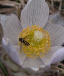 Bee-fly: on crocus
