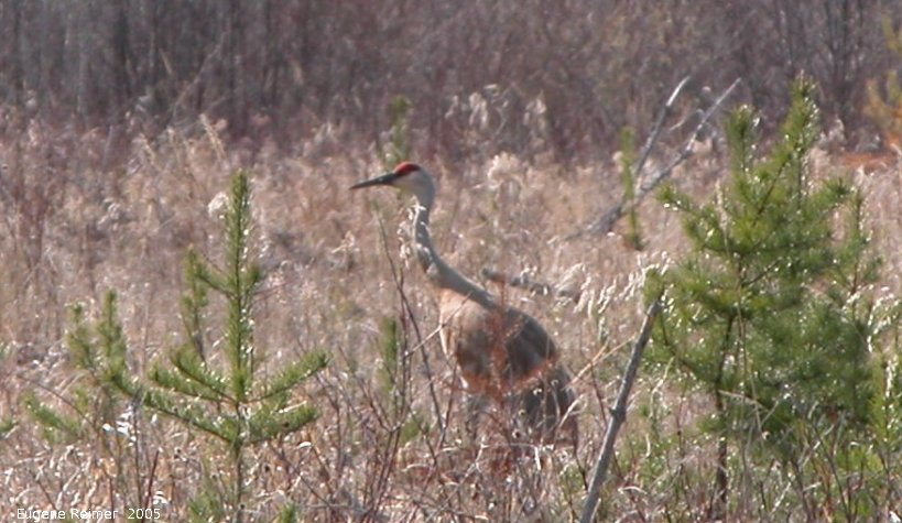 IMG 2005-May05 at Hadashville and Braintree:  Sandhill crane (Grus canadensis)