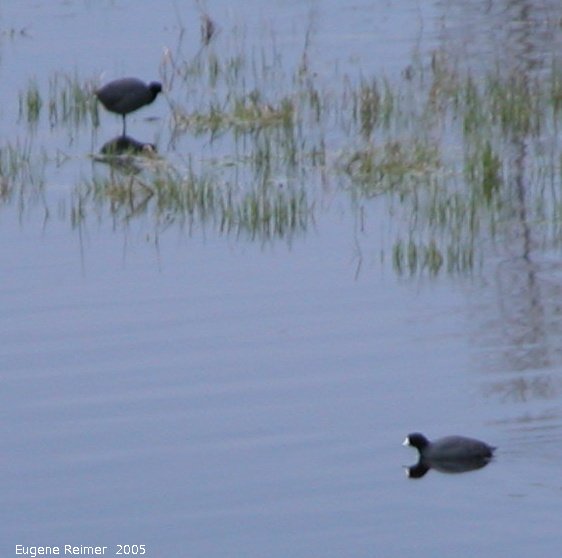 IMG 2005-May13 at Winnipeg:&nbsp; American coot (Fulica americana)