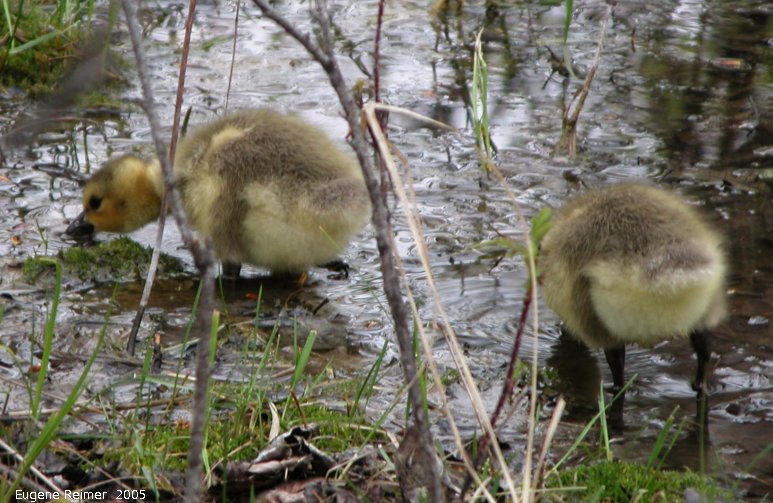 IMG 2005-May19 at Fort Whyte:  Canada goose (Branta canadensis) goslings