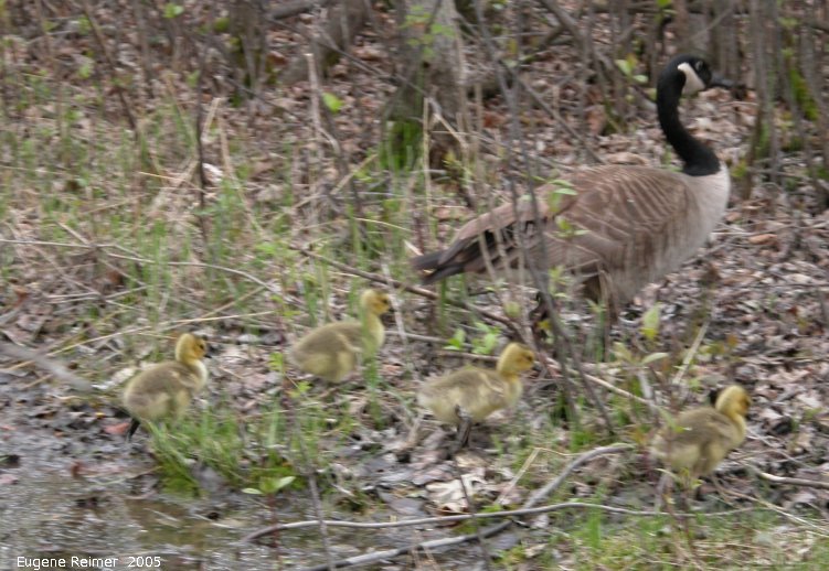 IMG 2005-May19 at Fort Whyte:  Canada goose (Branta canadensis) with goslings