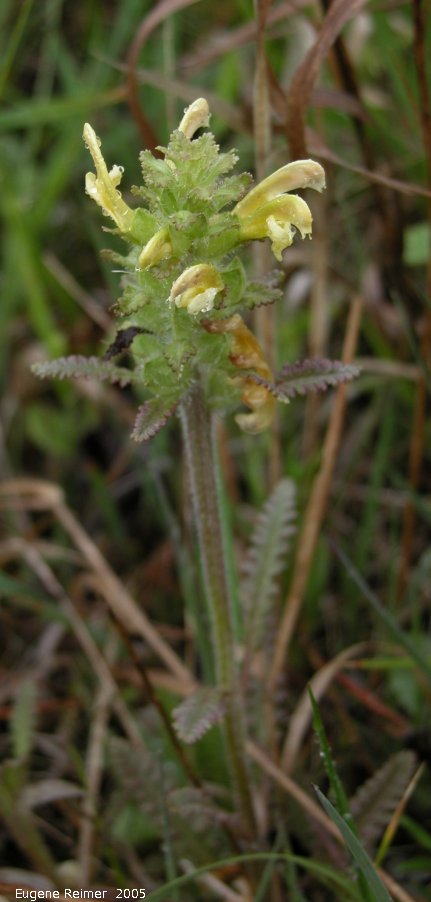 IMG 2005-Jun03 at MarshRd:  Canadian lousewort (Pedicularis canadensis)