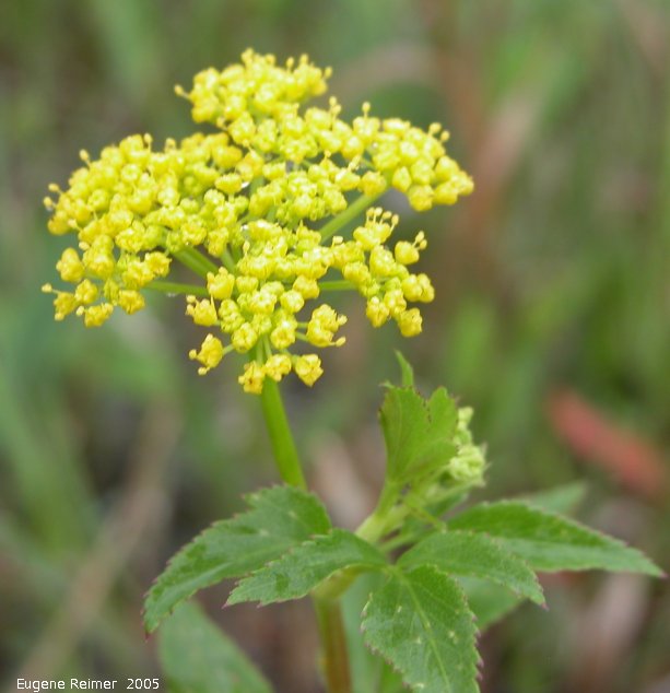 IMG 2005-Jun03 at MarshRd:&nbsp; Golden alexanders (Zizia aurea)