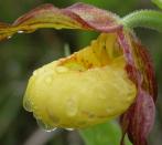 Yellow ladyslipper small-variety: closeup
