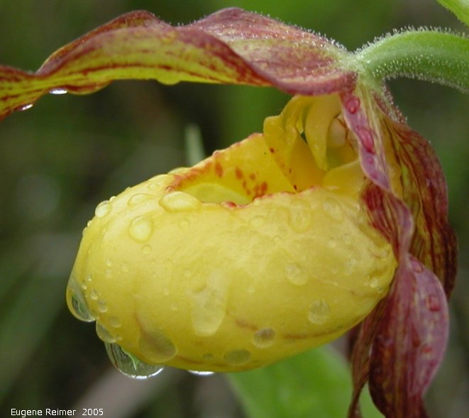 IMG 2005-Jun03 at QueenValleyRd:  Northern-small-variety yellow ladyslipper (Cypripedium parviflorum var makasin) closeup