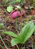 Moccasin ladyslipper=Cypripedium acaule: plants