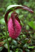 Moccasin ladyslipper=Cypripedium acaule: flower
