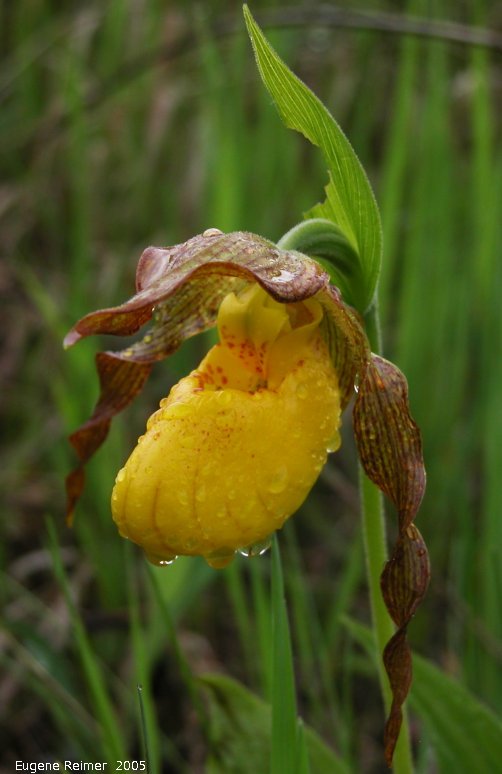 IMG 2005-Jun03 at ZamecRd:  Large-variety yellow ladyslipper (Cypripedium parviflorum var pubescens) flower