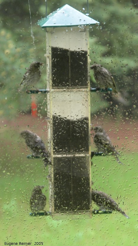 IMG 2005-Jun03 at WyeRd:&nbsp; Pine siskin (Carduelis pinus) at feeder