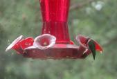 Ruby-throated hummingbird: at feeder