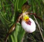 Small white ladyslipper: flower