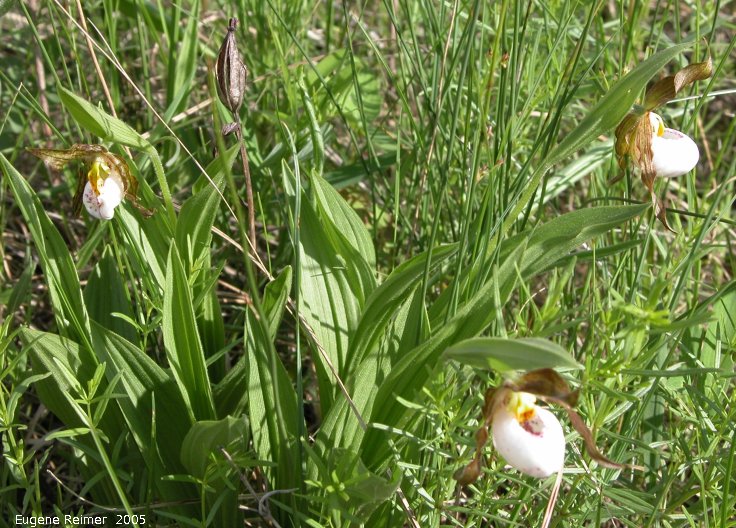 IMG 2005-Jun10 at Kleefeld:  Small white ladyslipper (Cypripedium candidum) clump with pod