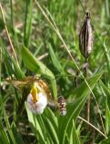 Small white ladyslipper: with pod and bee in flight