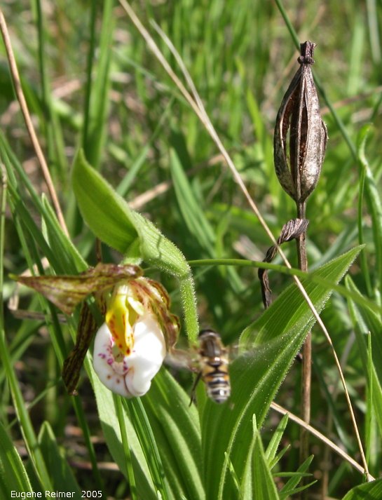 IMG 2005-Jun10 at Kleefeld:  Small white ladyslipper (Cypripedium candidum) with pod and Bee (Apoidea sp) in flight