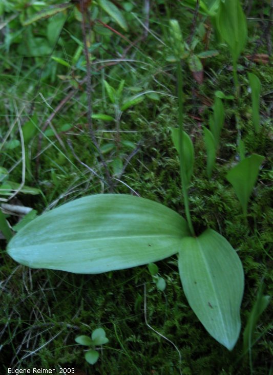 IMG 2005-Jun10 at Woodridge:  Hookers rein-orchid (Platanthera hookeri) in bud