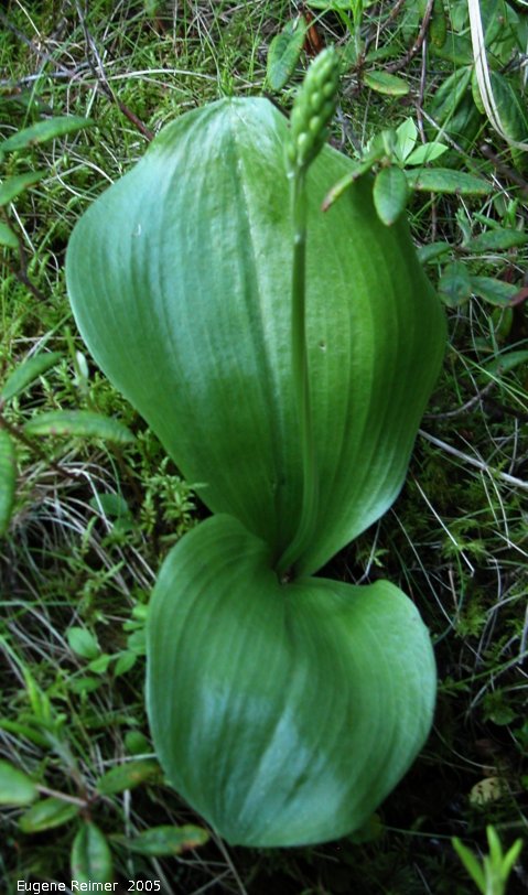 IMG 2005-Jun10 at Woodridge:  Round-leaved rein-orchid (Platanthera orbiculata) in bud