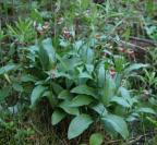 Ramshead ladyslipper: clump with 31 flowers