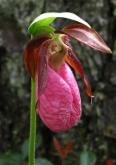 Moccasin ladyslipper=Cypripedium acaule: flower
