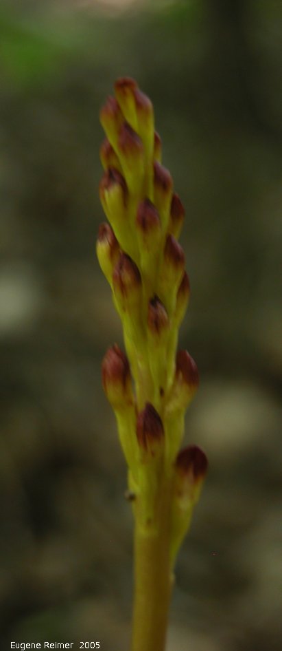 IMG 2005-Jun16 at BrokenheadWetlands:  Spotted coralroot (Corallorhiza maculata) in bud yellow form