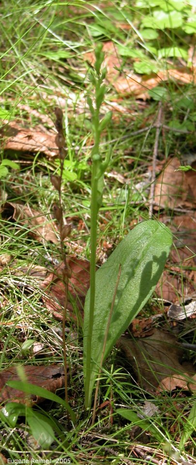 IMG 2005-Jun16 at BrokenheadWetlands:  Blunt-leaf rein-orchid (Platanthera obtusata) in bud with pods