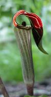 Jack-in-the-pulpit: from Williams Garden Club 2003 flower