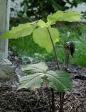 Jack-in-the-pulpit: from Williams Garden Club 2003 plant