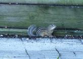 Thirteen-striped ground-squirrel: