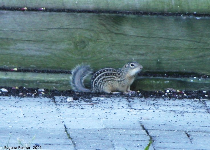IMG 2005-Jun20 at FortWhyte:  Thirteen-striped ground-squirrel (Ictidomys tridecemlineatus)
