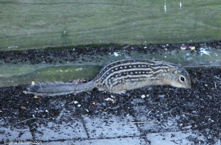 IMG 2005-Jun20 at FortWhyte:&nbsp; Thirteen-striped ground-squirrel (Ictidomys tridecemlineatus)