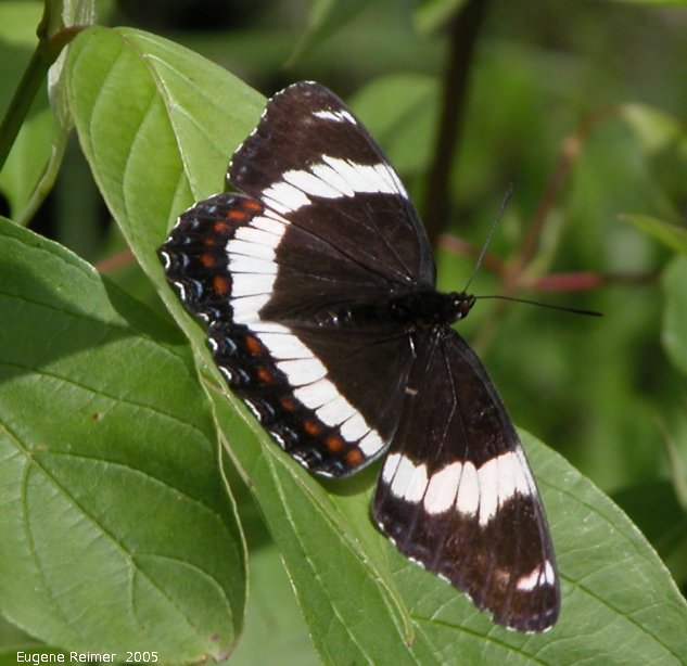 IMG 2005-Jun28 at PineFalls:  White admiral butterfly (Limenitis arthemis)