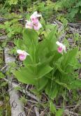 Showy ladyslipper: outside of its known range