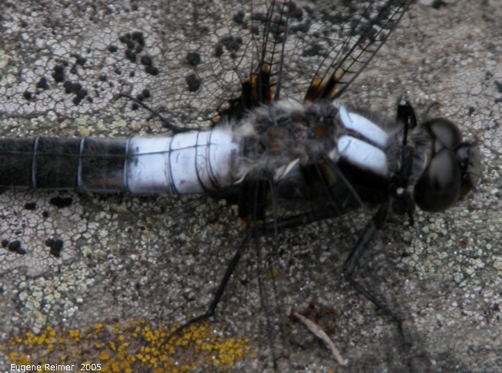 IMG 2005-Jun28 at WallaceLake:  Chalk-fronted corporal dragonfly (Ladona julia) male? closeup
