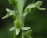 Platanthera huronensis?: flowers