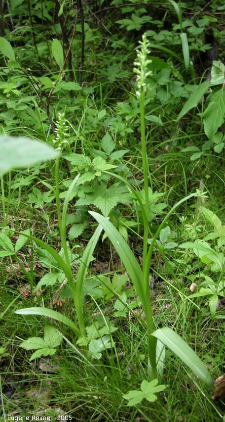 IMG 2005-Jun28 at WallaceLake:  Tall green bog-orchid (Platanthera huronensis)? plant