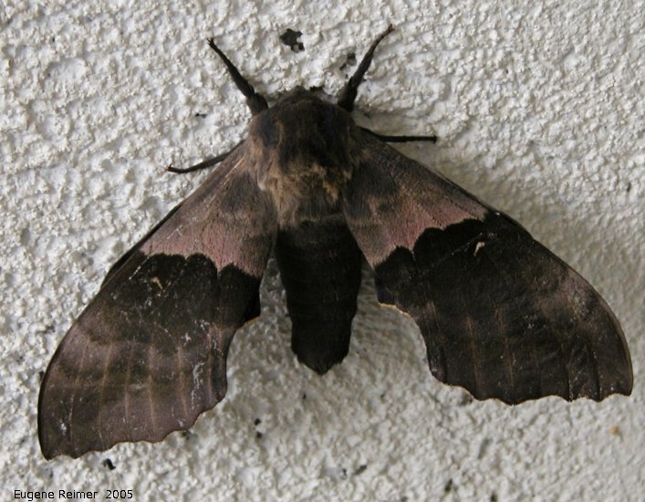 IMG 2005-Jun29 at Bissett and Bissett-Dump:  Poplar-hawk-moth (Laothoe populi)