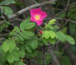 Prickly rose: dark colour
