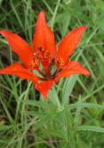 Wood lily: