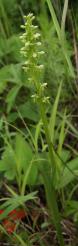 Platanthera aquilonis: plant
