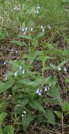 Tall bluebell=Tall lungwort=Mertensia paniculata: plant