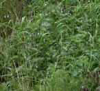 Tall bluebell=Tall lungwort=Mertensia paniculata: clump