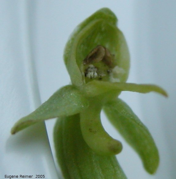 IMG 2005-Jun29 at PR304 near WallaceLake:  Northern green bog-orchid (Platanthera aquilonis) flower