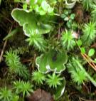 Freckled-pelt leaf-lichen: