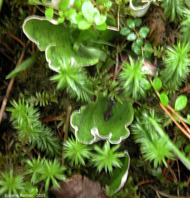 IMG 2005-Jun29 at PR304 near WallaceLake:  Freckled-pelt leaf-lichen (Peltigera aphthosa)