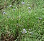 Blue-flag iris: clump