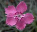 Cottage-pink=Dianthus plumarius?: