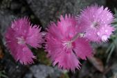 Cottage-pink=Dianthus plumarius?: