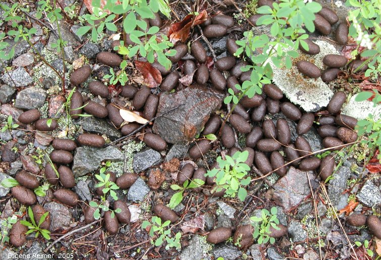 IMG 2005-Jun29 at Ogama-Rockland minesite near LongLake:  Moose (Alces alces) droppings