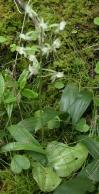 Platanthera orbiculata: plant