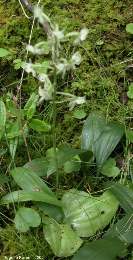 IMG 2005-Jul10 at Woodridge NOC-conference-fieldtrip:  Round-leaved rein-orchid (Platanthera orbiculata) plant