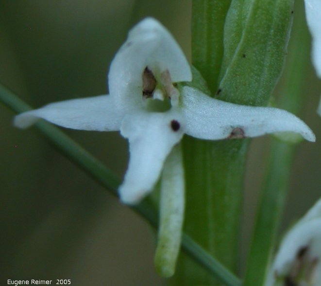 IMG 2005-Jul12 at BrokenheadWetlands:  White bog-orchid (Platanthera dilatata var dilatata) flower